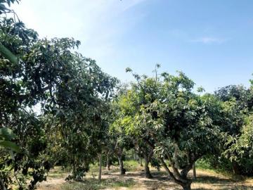 OCASIÓN REMATO CASA HUERTA 1 HECTÁREA Y BUNGALOWS