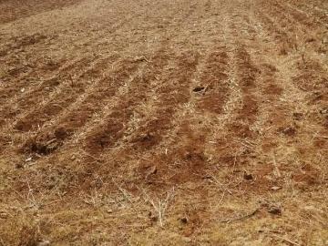 OCASIÓN: VENDO TERRENO AGRÍCOLA SECANO