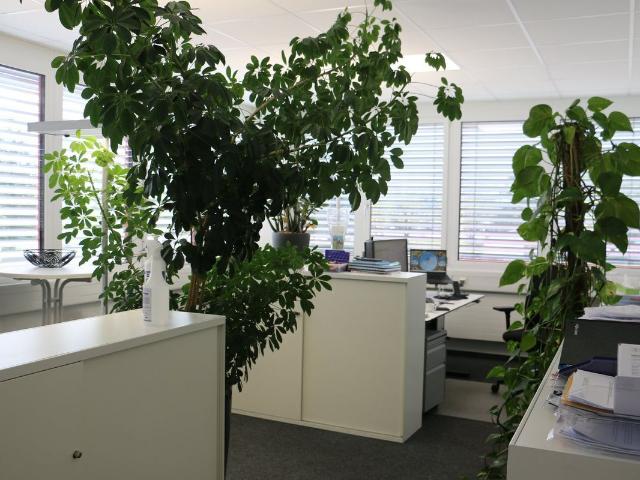 Office space for rent in Frasnacht 1 000 m² | dreamo. Ch
