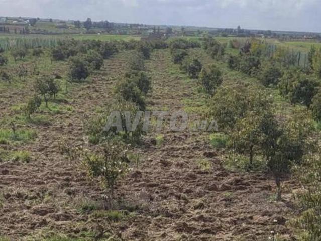 Offre de terrain agricole irrigué à vendre