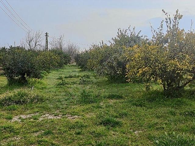 Okkalı Emlak tan Menemen Yayla Mah. Satılık Mandalina Bahçesi