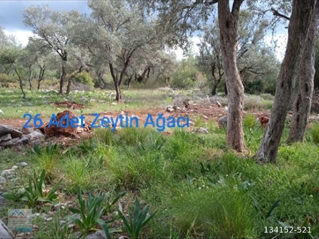 OKSİJENİ BOL URÜNÜ KALİTELİ BAKIMLI SATILIK ZEYTINLİK