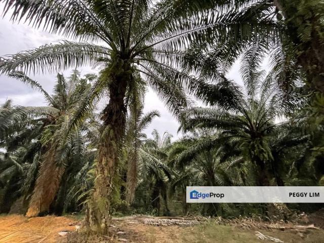 Oil Palm Plantation for Sale @ Kuala Langat, Selangor
