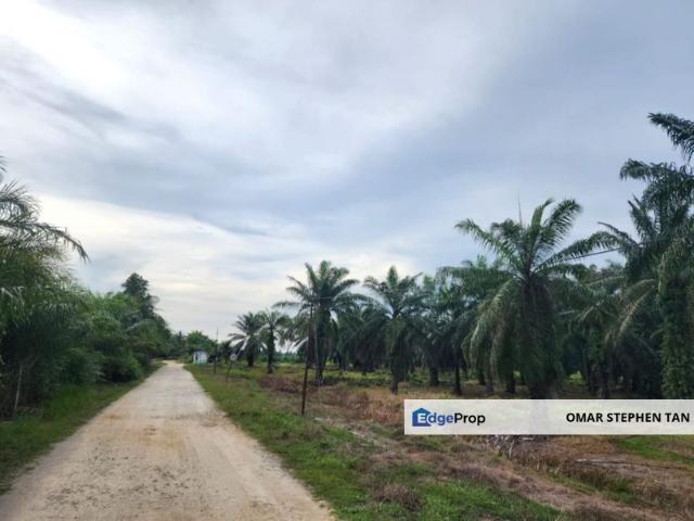 Oil Palm Plantation @ Sitiawan Perak