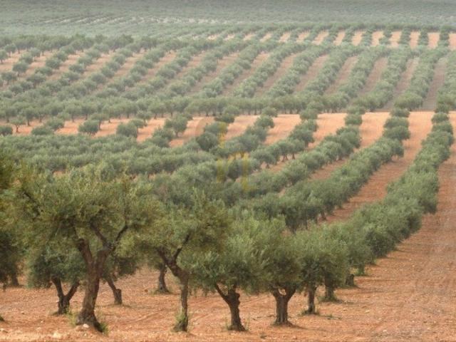 Olival 10.000 mt2 com 600 oliveiras