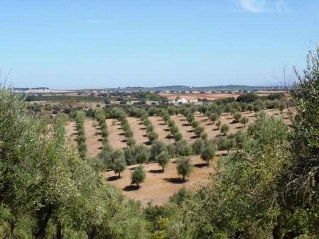 Olival de 17 ha em Avis, Portalegre, Alentejo, Portugal