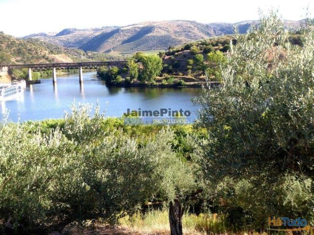 Olival em 400.000m2, perto rio Douro, região de Ligares, Barca DAlva. Portugal, Freixo E. à Cinta. | 26083824988
