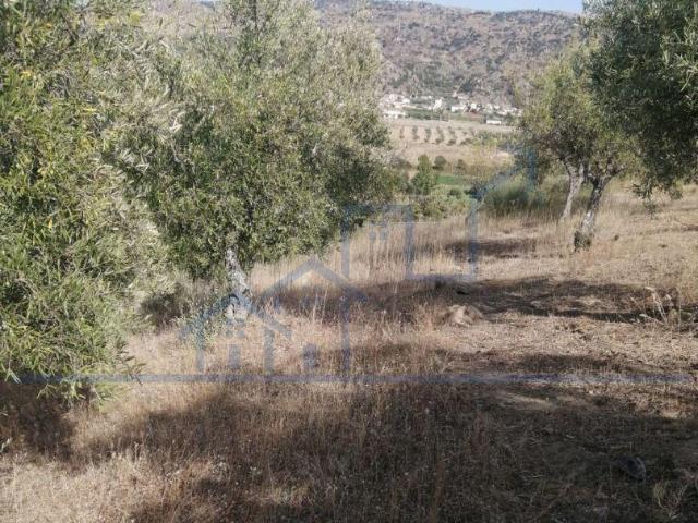 Olival na Vilariça 1 HA | 26084079494