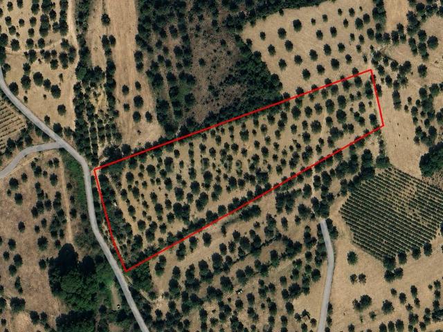 Olival para Venda – Pedrógão, Torres Novas