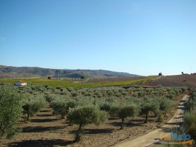 Olival Tradicional Vale da Vilariça | 26063470249