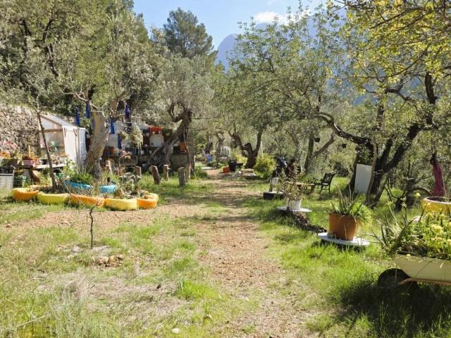 Olivar Con Caseta de Piedra y Vistas a la Tramuntana en Sóller