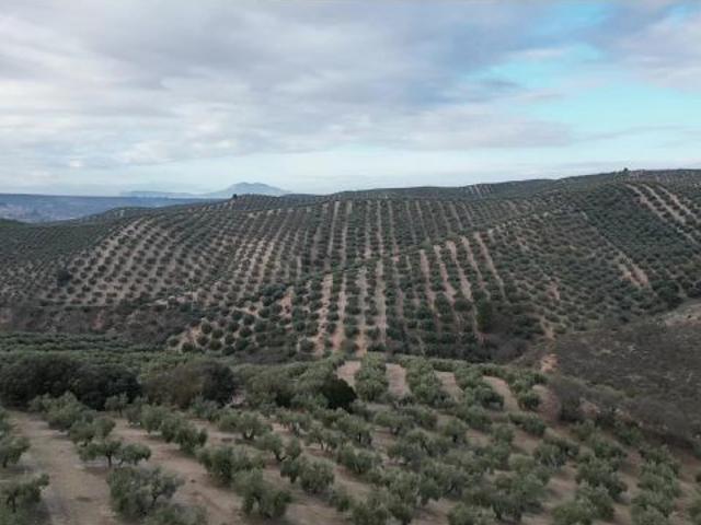 OLIVAR DE REGADIO Y 70 HA: CICLO COMPLETO DE PRODUCCIÓN Y ALTA RENTABILIDAD EN IZNALLOZ GRANADA