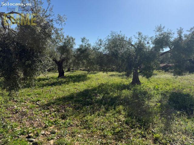 OLIVAR EN PLENA PRODUCCIÓN EN RONDA
