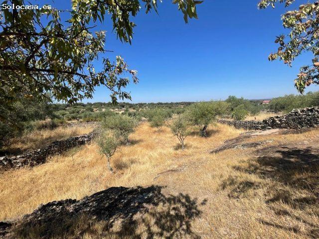 OLIVAR EN VALDEFUENTES CON CONSTRUCCIÓN DE UNOS 25 METROS CUADRADOS