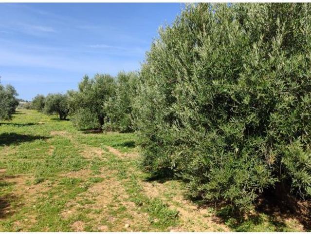 Olivar en venta