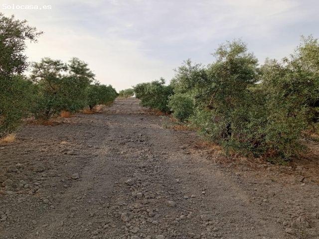 OLIVAR EN VENTA EN CARRETERA DE PRUNA!