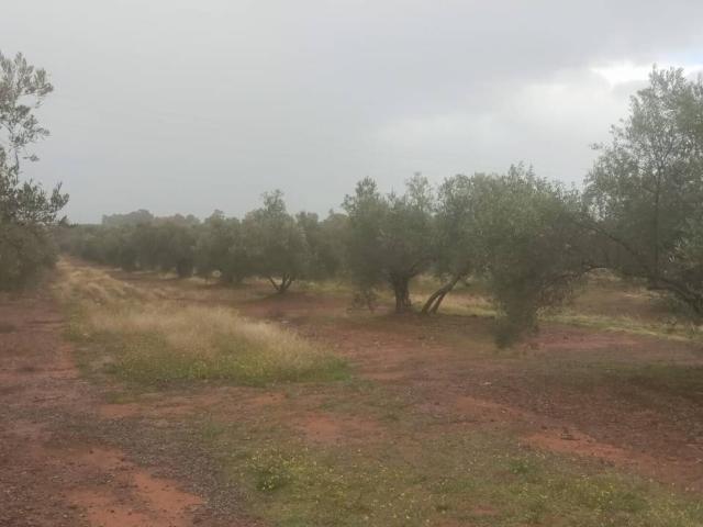 OLIVAR EN VENTA ZONA DE ARRAYANES