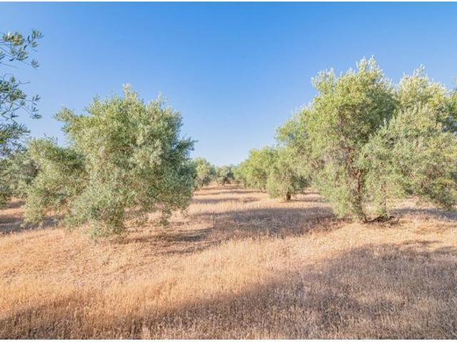 Olivar ecológico en Granada