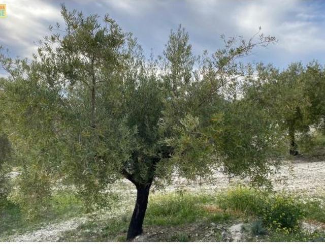 Olivar intensivo cerca de Baena
