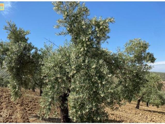 Olivar intensivo en plena producción
