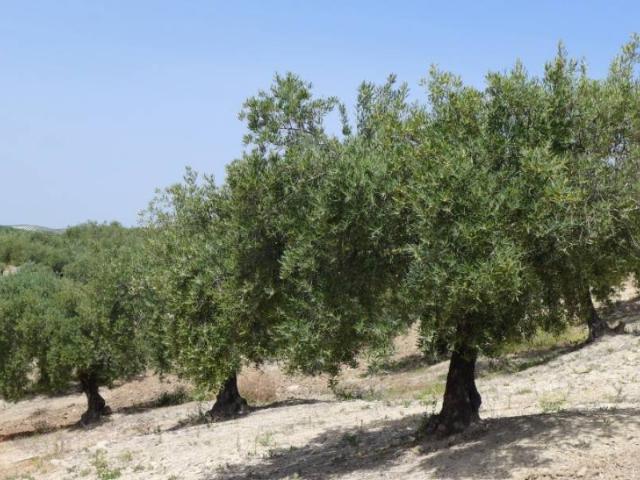 Olivar marteño a 1 pie