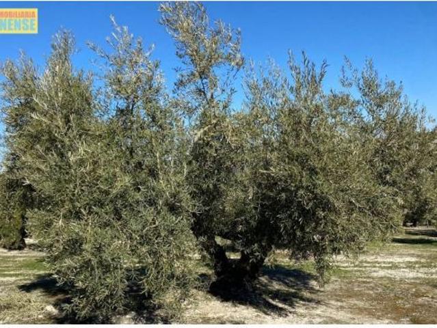 Olivar tradicional muy productivo