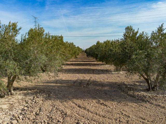 Olivares en Crevillente