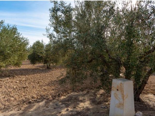 Olivares en Crevillente