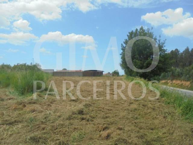 Oliveira do Bairro Oliveira do Bairro LS100936674