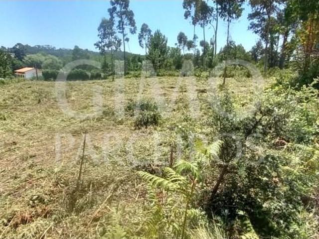 Oliveira do Bairro Oliveira do Bairro 102765041