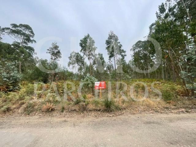 Oliveira do Bairro Oliveira do Bairro 103493211