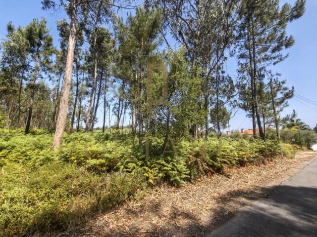 Oliveira do Bairro Oliveira do Bairro 103847456
