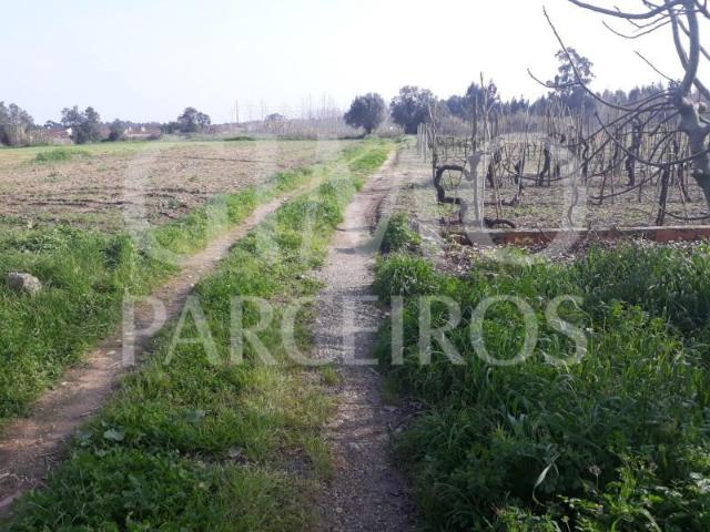 Oliveira do Bairro Oliveira do Bairro 104242136