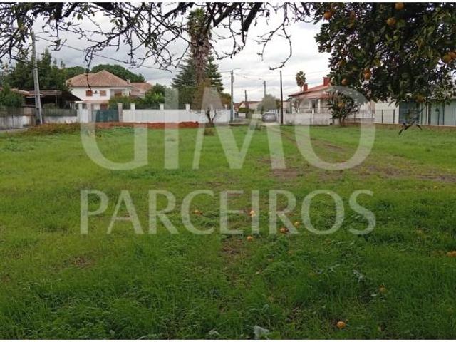 Oliveira do Bairro Oliveira do Bairro 104649396