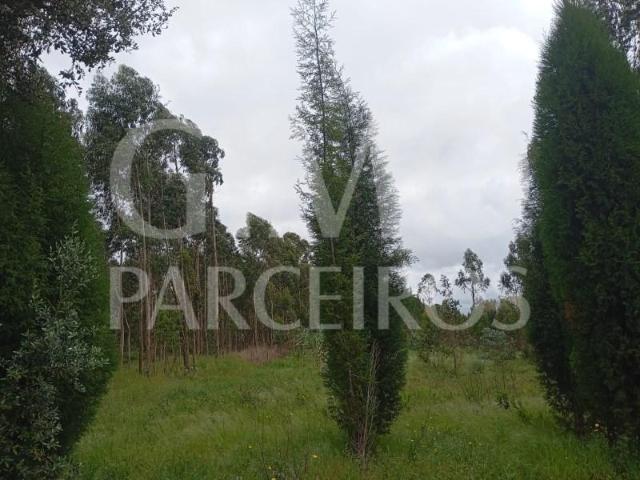 Oliveira do Bairro Oliveira do Bairro 89936867