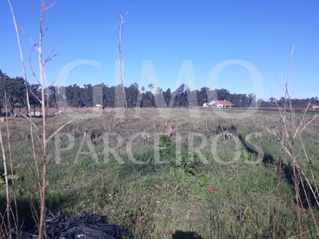 Oliveira do Bairro Oliveira do Bairro 98654306