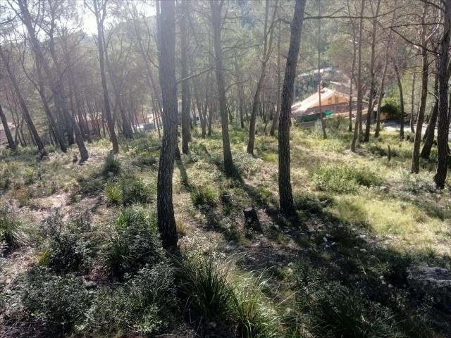 OLIVELLA EL GARRAF