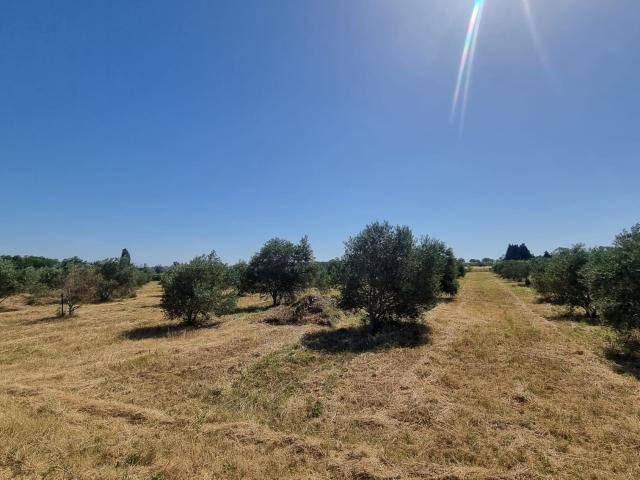 Oliveraie de 1,04 hectare avec 250 oliviers Lucques en production