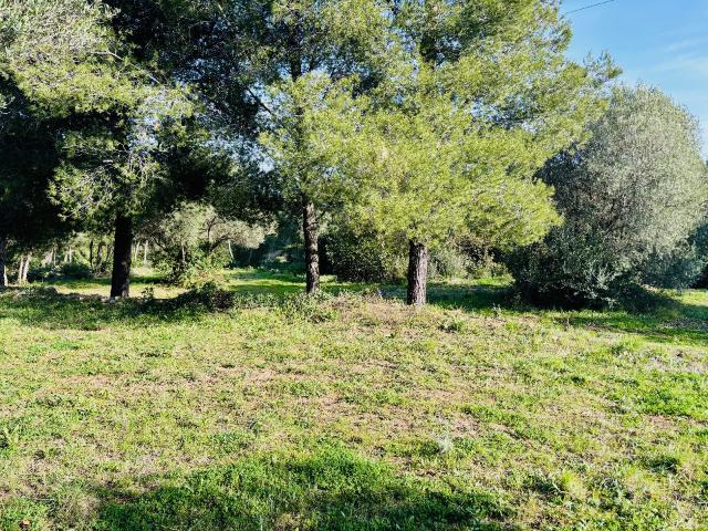 Ollioules Vente Terrain 83