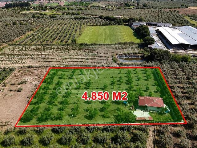Onmax Börezli'de Satılık 4850 M2 Arsa İçerisinde Çiftlik Evi Bağ