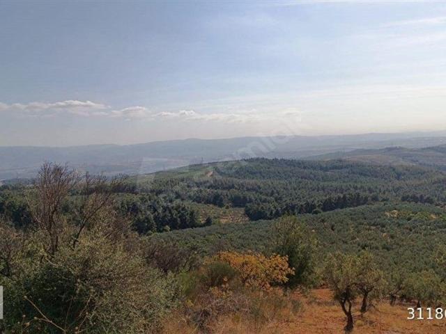 BURSA OSMANGAZİ GÜNDOĞDU'DA 2770 m2 SATILIK ZEYTİNLİK