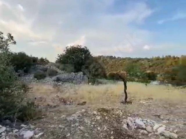 OSİJEN DEPOSU DOĞA HARİKASI SİNNELİ'DE 250M2. İMARLI 5.883M2. TARLA
