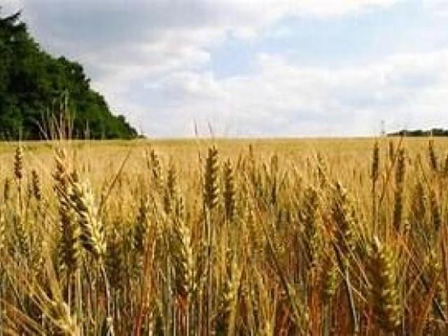 OSTERIA NUOVA VENDESI 5,5 HT DI TERRENO AGRICOLO IN BELLA POSIZIONE