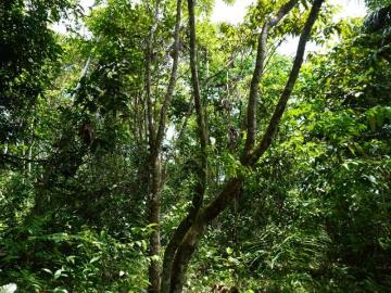 Oportunidad terreno agroforestal en Iquitos