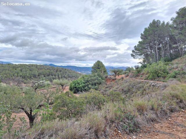 Oportunidad Terreno rústico en Caseta Leal, a solo 3 km de Castalla, con olivos, almendros y una amp