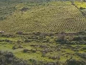Oportunidad única Venta de terreno agrícola de 5.35 hectáreas con 1,700 paltos
