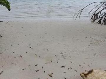OPORTUNIDAD UNICA CALDERITA/CHET TIERRA VENTA FRENTE AL MAR EN PUNTA LAGARTO