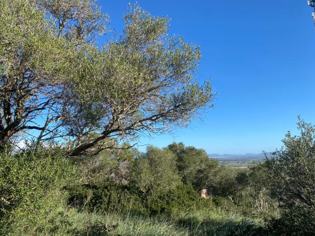 ✨ ¡OPORTUNIDAD ÚNICA EN EL CORAZÓN DE MALLORCA! ✨