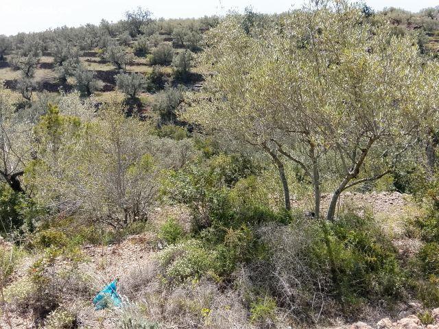 Oportunidad Única: Finca Rústica en LAldea por €52,000
