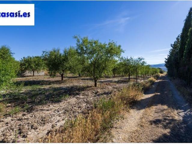 ? Oportunidad Única: Finca Rústica Productiva junto al Polideportivo de Dúrcal